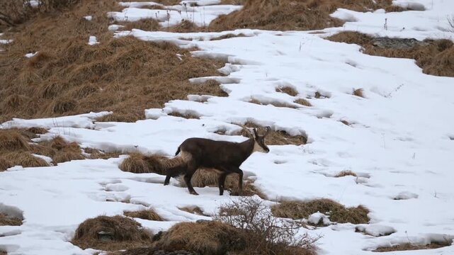 a chamois buck, rupicapra rupicapra, on the mountains at a cold winter day