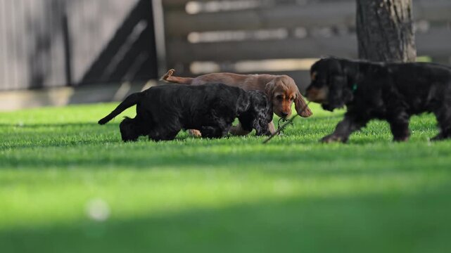 Dogs in motion fun and carefree lifestyle.