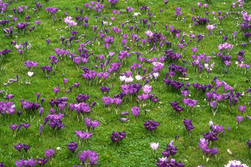 Fototapeta premium Crocus vernus 'Remembrance'