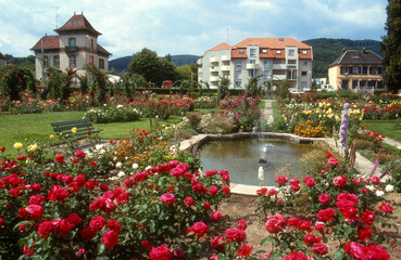 Roseraie, Saverne, 67, Bas-Rhin, France