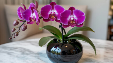 Vibrant purple orchid blossoms in a glossy dark pot add a touch of elegance to any interior