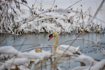 mute swan waiting in broken ice with a sleeping swan near him in the water