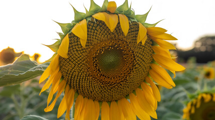 A beautiful sunflower gracefully bowing its head in a vast field under the bright sky