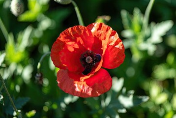 A vivid red poppy flower with dark center details blooming brightly in a natural