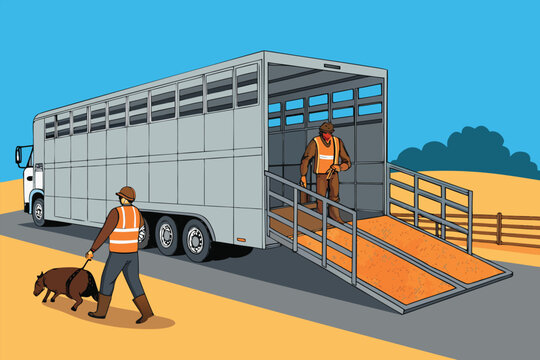 Livestock Transport Trailer Loading