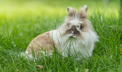 Domestic rabbit Oryctolagus cuniculus chewing fresh grass outdoors.
