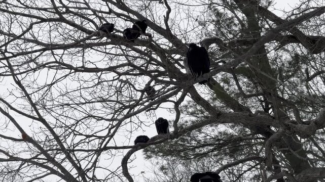 Black vultures perched in the branches of a barren tree under overcast sky close