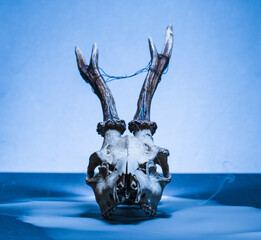 Roe deer Capreolus capreolus skull with antlers centered composition. © Trygve