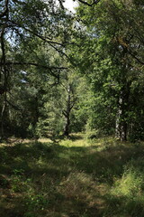 Obraz premium Peaceful forest clearing with birch trees surrounded by dense green foliage. Soft sunlight filters through the canopy, illuminating grass and moss on the forest floor. 