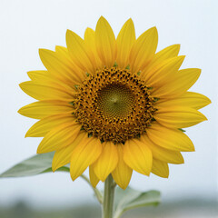 Naklejka premium Bright yellow sunflower with large petals and a detailed center, centered and isolated on white