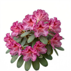 Bright pink rhododendron cluster with bold, ruffled petals on a white background