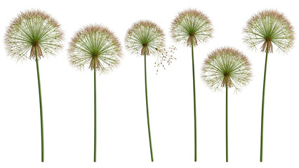Dandelion Flowers Isolated on White Background