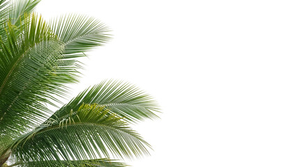 Naklejka premium Palm Tree Leaves Against White Background