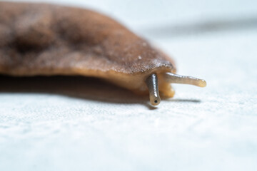 Close-up photography of a common brown slug (gastropod) showing skin texture and tentacles,...