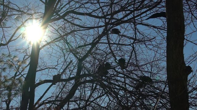 Black vultures perched in and flying in a barren tree sun glare slow motion