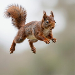 Obraz premium Red squirrel in mid-leap with a streaming bushy tail, vivid reddish-brown fur and white belly in flight