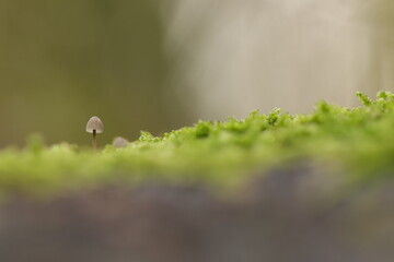 un piccolo fungo nel bosco in autunno