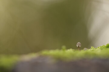 un piccolo fungo nel bosco in autunno