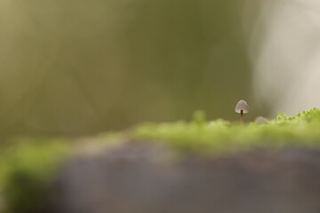 un piccolo fungo nel bosco in autunno