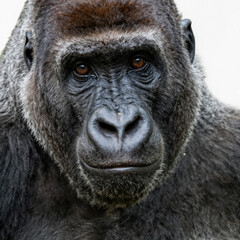 Obraz premium Close-up portrait of a mountain gorilla with thick dark fur and expressive amber eyes