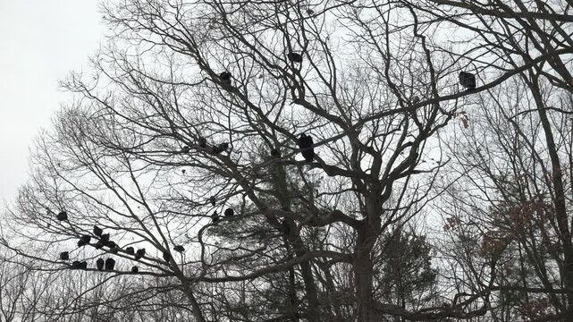 Black vultures perched in the branches of a barren tree under overcast sky wide