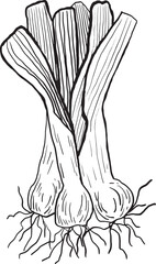 A bunch of leeks with green tops and white bulbs, showing roots. The leeks are fresh and ready for cooking or use in recipes.