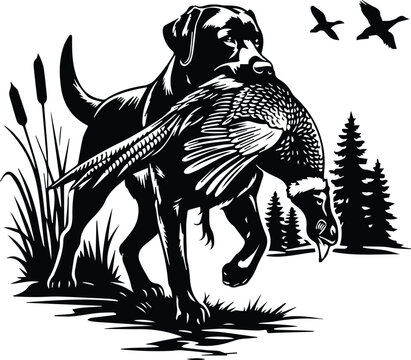 Labrador Retriever Pheasant design - Hunting Dog with Bird in Mouth - Pheasant Hunting Lab Design - Lab with Pheasant in Mouth - Hunting Retriever Dog - Upland Bird Hunting Vector design