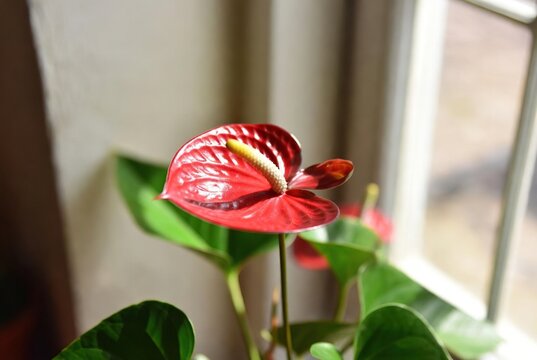 Vibrant red anthurium flower, with its striking yellow spadix, bathed in natural