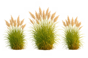 Pampas grass plumes showing lush green foliage on a transparent background, ornamental plant for garden design