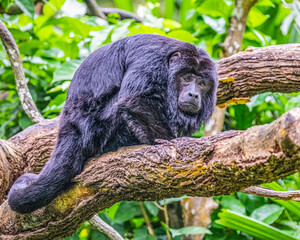 Black Howler Monkey