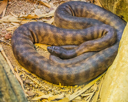 Black Headed Python