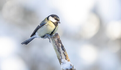 Naklejka premium great tit, Parus major perches on a frosty branch against a soft, snowy backdrop. The cool blue bokeh and gentle light evoke calm winter nature and birds.