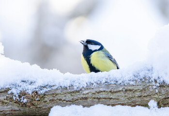 Fototapeta premium great tit, Parus major perches on a frosty branch against a soft, snowy backdrop. The cool blue bokeh and gentle light evoke calm winter nature and birds.