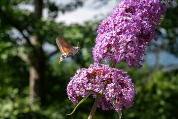 Hummingbird hawk-moth hovering at purple butterfly bush flower