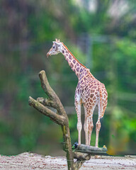 A Giraffe