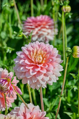 pastel-colored petals of dahlia Sheer Heaven in the sun