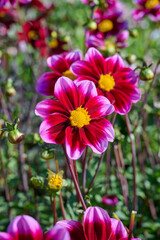 dahlia Bashfull, red-pink petals with a yellow heart