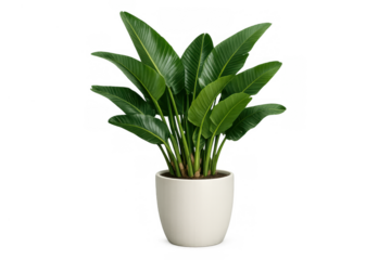 White bird of paradise plant in a pot, showcasing lush green foliage for interior design, decorating, and botanical themes