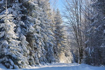 Forest way to Winter Wonderland