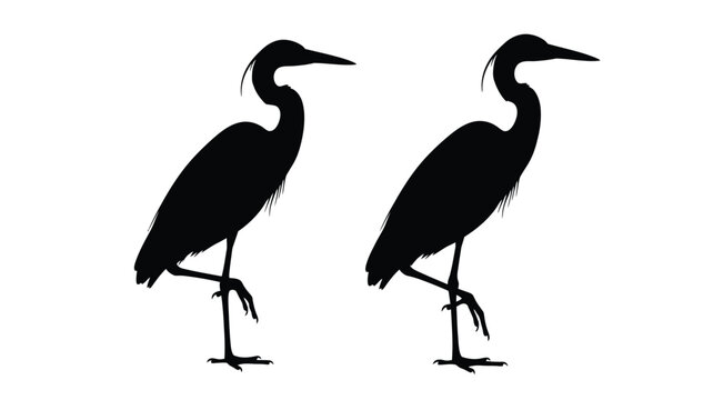 Two elegant herons standing in profile a striking black silhouette