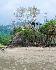 Dramatic coastal rock at Pantai Rajegwesi, Banyuwangi, with twisted bare trees atop rugged boulders used by locals for sesajen offerings, lush greenery, muddy beach at low tide under cloudy sky.