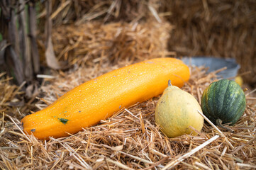 Country decoration with pumpkins on the straw