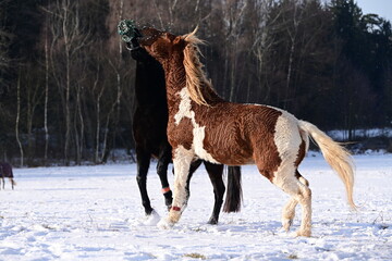 Geschecktes Pferd spielt temperamentvoll mit Rappen auf der schneebedeckten Koppel
