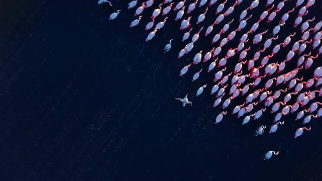 Top-down drone shot a mixed group of pink flamingos moving through dark blue water. Aerial view.