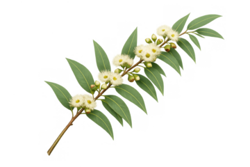 Eucalyptus flowering branch with white blossoms and green gum leaves, a transparent botanical illustration