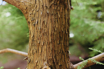 Obraz premium Tree bark trunk closeup texture wood with peeling fibrous bark in forest setting. Natural rough brown surface, detailed woody pattern, branches and green blur in shallow depth for study.