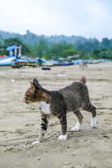 Adorable tabby cat playfully strolling on a sandy tropical beach, tail raised and paws sinking into wet sand, with lush green hills and distant boats under a cloudy sky. Charming seaside moment.