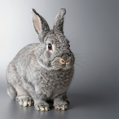Naklejka premium Soft gray rabbit with long ears and twitching nose, centered on a neutral gray backdrop