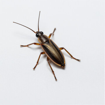 Macro close-up of a slender brown-black beetle with long antennae on a white background
