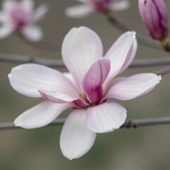 Fototapeta premium Close-up of a pale pink and white magnolia bloom with thick petals, centered against a soft, blurred background
